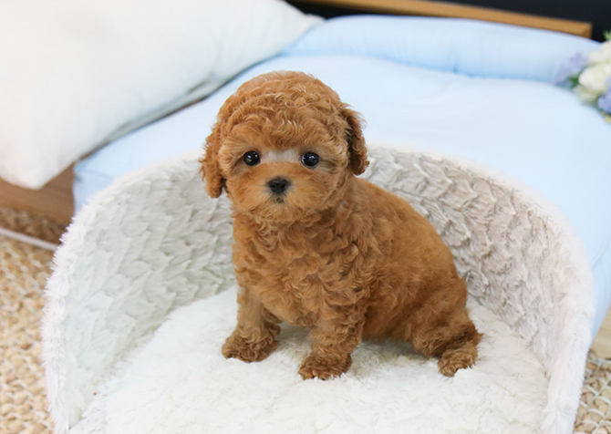 TOY POODLE YAVRULARIM